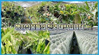 호야농장을 다녀왔는데... 입이 다물어지지 않네요!! 거기에 박쥐란, 공작선인장, 틸란드시아를 곁들인 행잉식…
