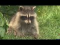 RACCOON ATTACKS L Growing Concerns Over Racoon Attacks In A British Columbia Neighbourhood