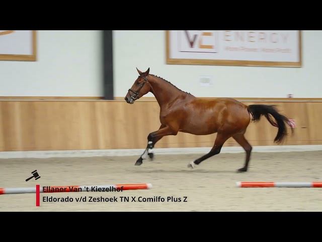 Ellanor van't Kiezelhof Z
