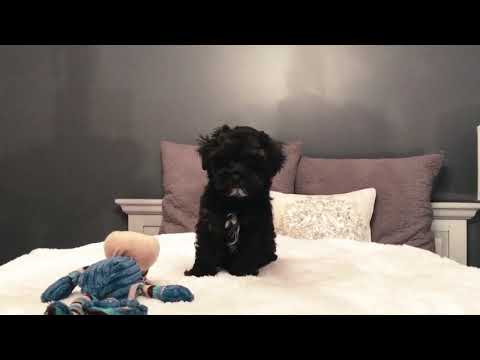 Charlie is a beautiful, laid-back MaltiPoo. Charlies mom is 7 lbs and his dad is 5.5 lbs