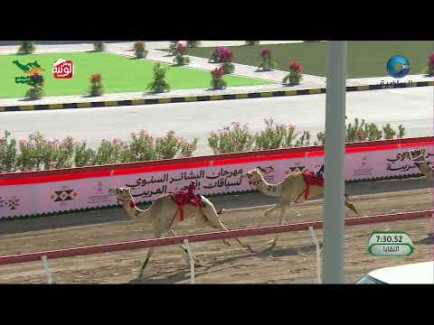 ملخص السباق , مهرجان البشائر السنوي 2026/2/3 لقايا