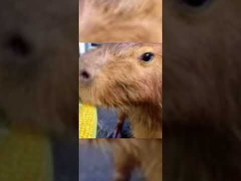 mike sherm x playapossestacks x g-bo lean- slide show (speed up)