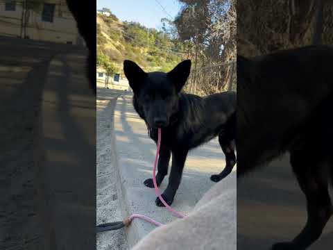 Stitch , an adoptable Schipperke & Australian Cattle Dog / Blue Heeler Mix in Los Angeles, CA_image-1
