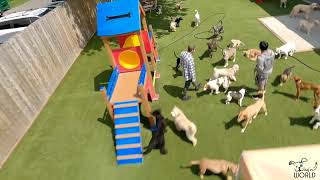 Wag'n World Montrose Promo Video
