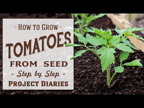 , title : '★ How to: Grow Tomatoes from Seed (A Complete Step by Step Guide)'