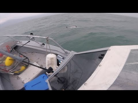 Great White Shark Attack  - Dolphins found dead off the coast of San Francisco,CA