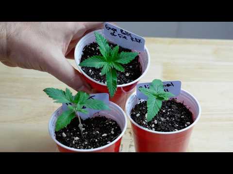 Seedling Stage: A Comprehensive Guide for Beginners