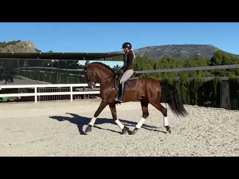 Karioko de Mile, 7 years old PRE stallion in PSG level with GP prospect.