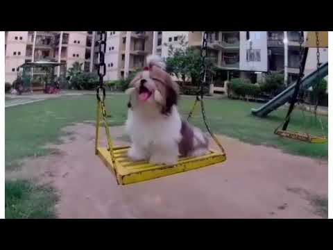 OUR LOVING SHIHTZU GIRL...{SUGAR} | REYANSH PET PARADISE