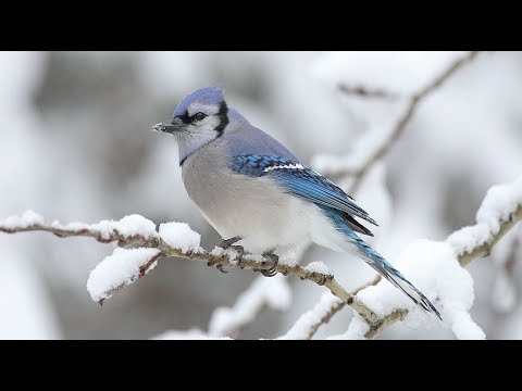 Jedini put do Dženneta