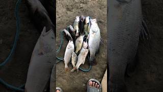 Download lagu Neng rara emang semox#mancing_muara mp3