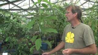 Grafting Avocado Part 2