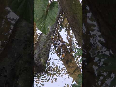 Roraima. Camping #camping vídeo 316. #roraima #boavista @LifeCamping @AlphaRoraima