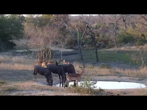 Djuma: Impalas and Wildebeests - 17:00 - 09/24/20