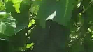 Seppi M SMO Drago 200 tractor mulcher | Image 4 - Agroline