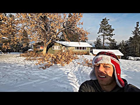 My Poor Trees Can't Catch a Break! And The Dock Froze...