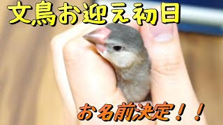 お迎え初日の文鳥を握ってみました