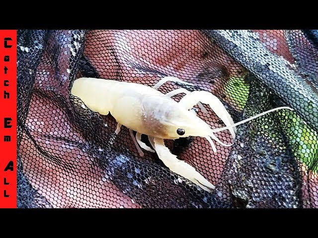 1 in 100 MILLION Translucent LOBSTER CAUGHT in my POND?! **Blue Lobster Changed Colors?**