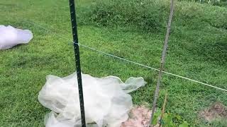 Stung by yellow jackets! What do I do now?