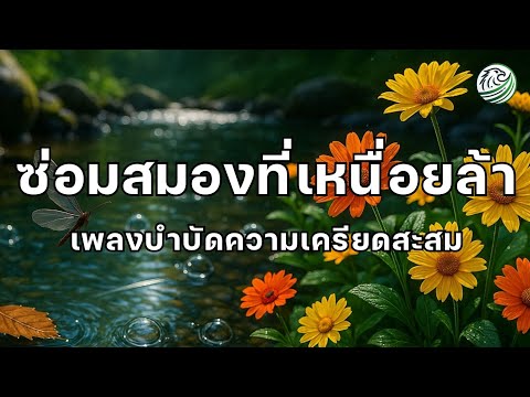 เพลงบำบัดสมอง เพลงซ่อมสมองที่เหนื่อยล้า ให้สมองได้พักจากความเครียดมานาน เพลงผ่อนคลายสมอง ดนตรีบำบัด