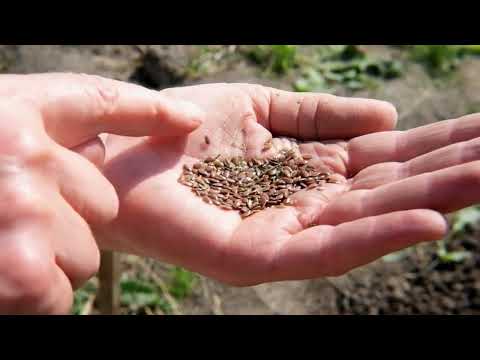 ODLA LIN del 1: SÅDD