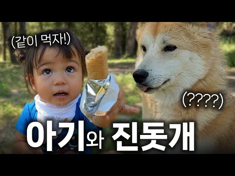 아기가 과자를 내밀때 진돗개는 이런 독특한(?!) 행동을 해요