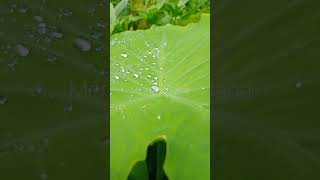 Download lagu barish ban Jana payal dev and Steven Ben song mp3