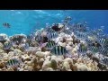 Diving in sharm el sheikh Egypt - 2013 Gopro and ...