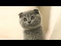 Lovely Scottish Fold Cat Meow : Lulu Feel So Good