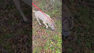 Video preview image #1 American Staffordshire Terrier-Unknown Mix Puppy For Sale in Jackson, MS, USA
