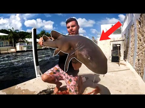 Catching BIG Nurse Sharks Down In Key Largo!!