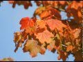 Vivaldi - "Autumn" II. Adagio molto, Piano version with autumn pictures