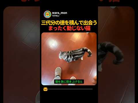 3代続けて徳を積まないと出会えないレベルの無反応すぎる猫w 持ち上げられても動じなさが神