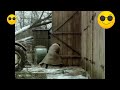 URSUS C 355 W AKCJI Fragment Filmu Niespotykanie Spokojny Człowiek Ursus C355