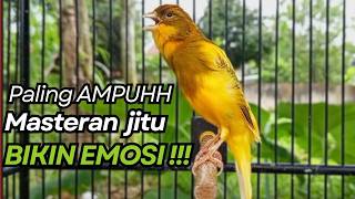 Download lagu KENARI GACOR Cuit CUIT BIRAHI UNTUK PANCINGAN & MASTERAN Kenari PAUD AGAR BUNYI mp3