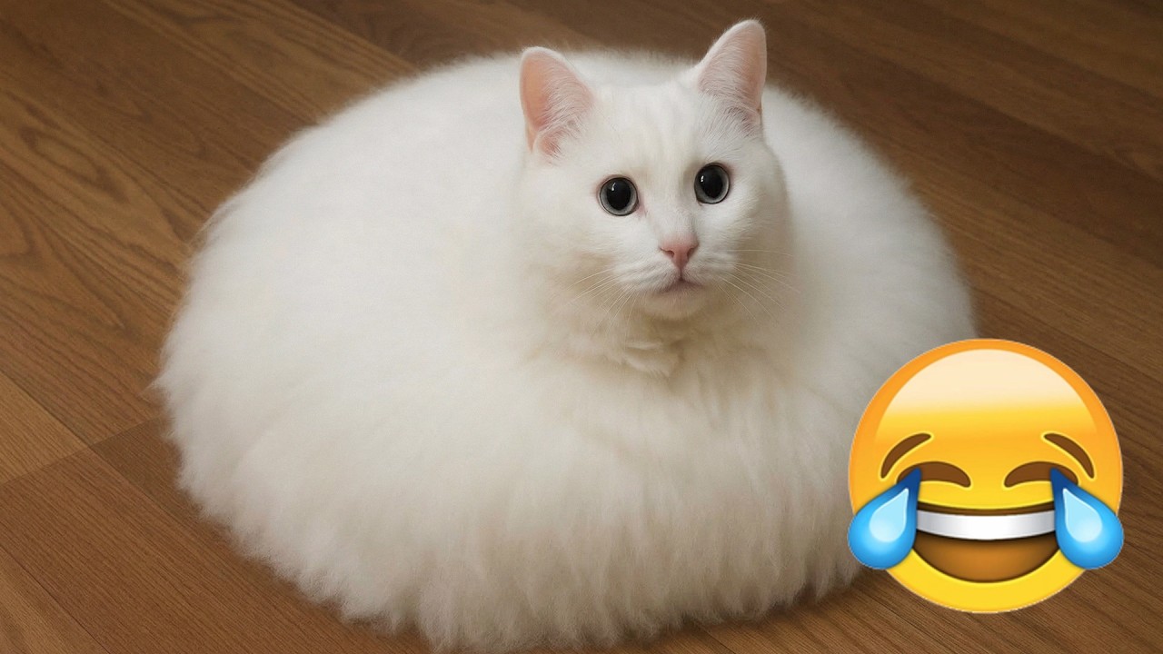 Hilarious Cats 2026 😹 Fluffy White Cat Looks Like A Pillow | Funny Cat Moments