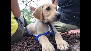 Malindi - 9 Week Old Labrador Puppy - 2 Weeks Socialisation & 6 Weeks Training