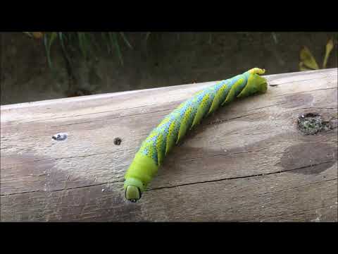 Borboleta-caveira ("Acherontia atropos")