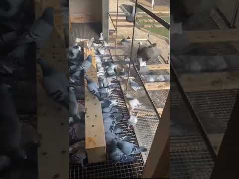 Racing pigeon for auction janssen, aarden, gaby, eijerkamp, van loon