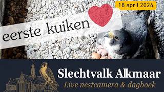 Eerste kuiken is zichtbaar