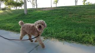 トトとの散歩＠Desert Foothills Park（Goldendoodle)