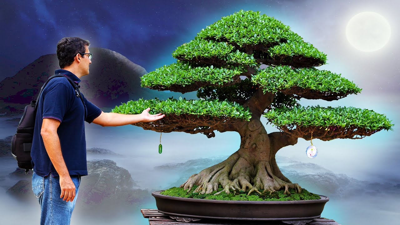 The Top 5 Bonsai Trees Ever