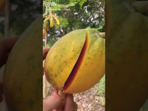 Awasome Fruit cutting skills!! #10 🍇🍒🥔🍓🍈🍊🍋