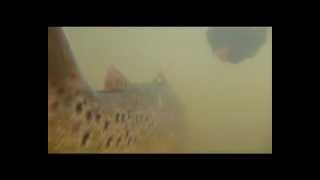 Salmo trutta trutta - Underwater  / Unter Wasser SEX - 11/2012