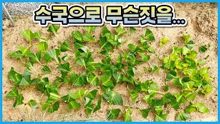 수국 삽목의 끝판왕 수국 노지삽목을 드디어 해보았습니다!! 자연의 힘으로 수국번식을 해볼까요??