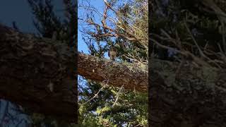 Breakfast for a Red-Tailed Hawk at Wavecrest, Half Moon Bay