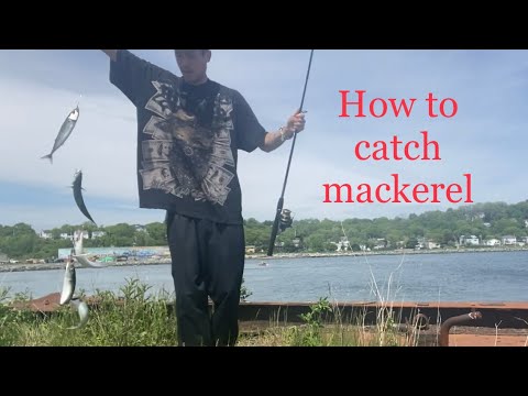 How to catch mackerel & pollock from shore in Nova Scotia - my preferred method