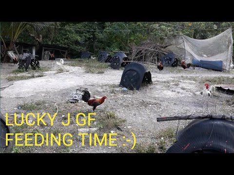 LUCKY J GAMEFARM FEEDING TIME