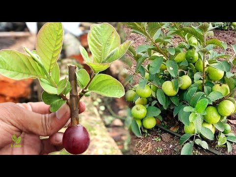 , title : 'How to grow guava cuttings with grapes'