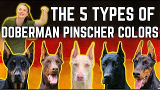 The 5 types of Doberman Pinscher Colors! | Simply explained!